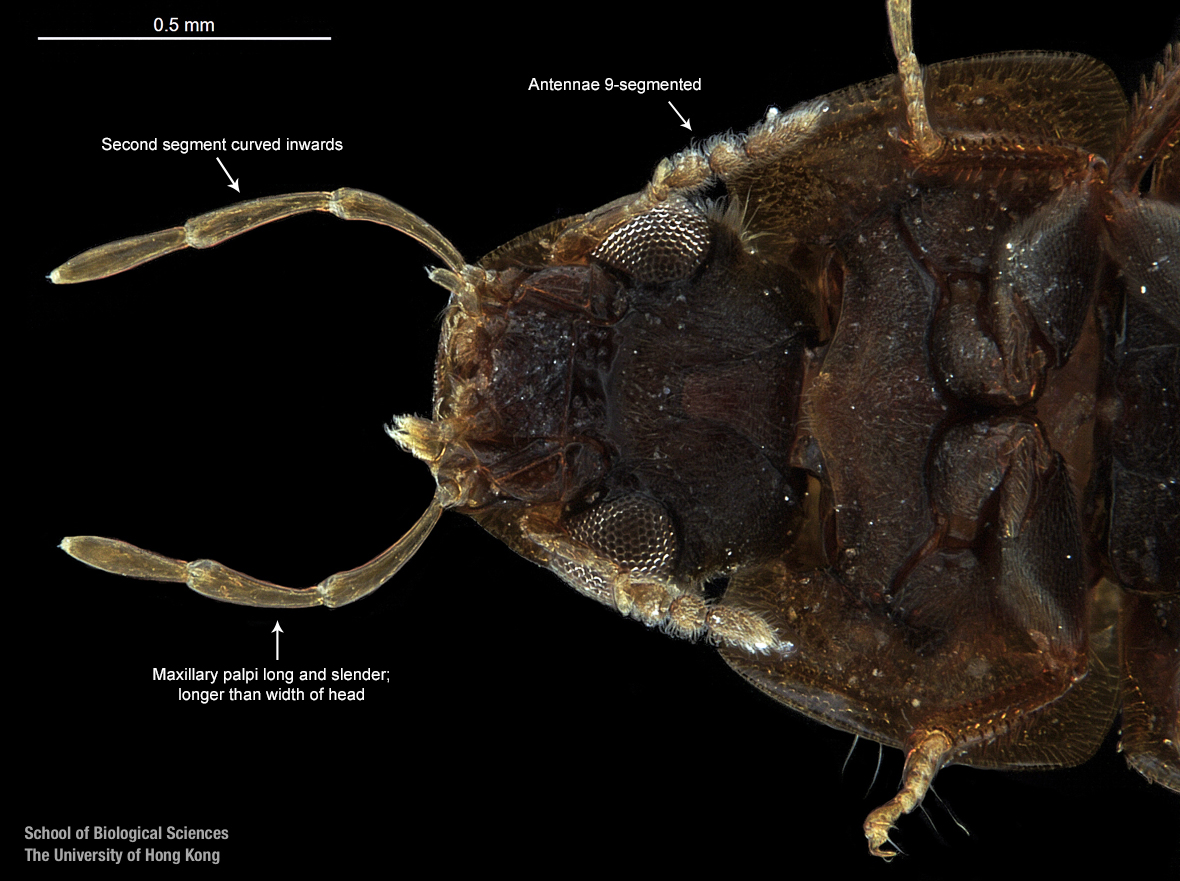 Head in ventral view